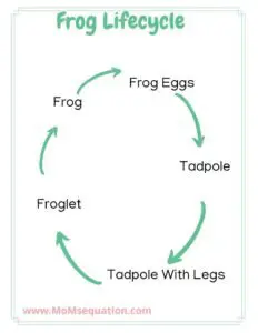 Life cycle of Frog,stem ideas for kids|Momsequation.com
