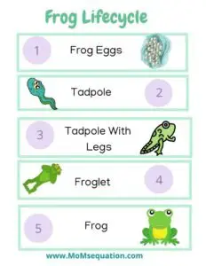 Life cycle of Frog,stem ideas for kids|Momsequation.com