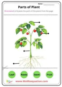 parts of the plant worksheets for kindergarten|momsequation.com