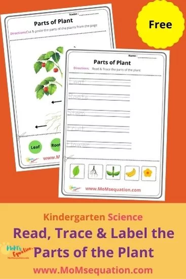 parts of the plant worksheets|momsequation.com